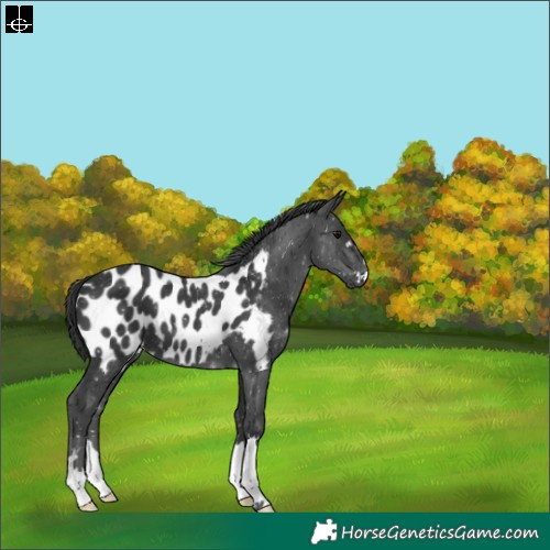 Horse Color:Black Blanket 