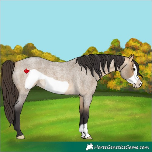 Horse Color:Buckskin Roan Dun Frame 