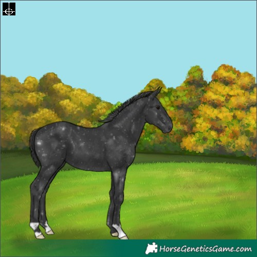 Horse Color:Black 