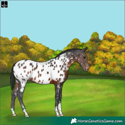 Horse Color:Brown Blanket 