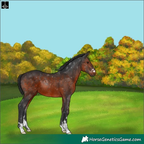 Horse Color:Brown 