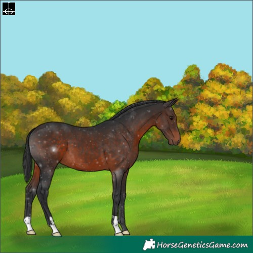 Horse Color:Brown 