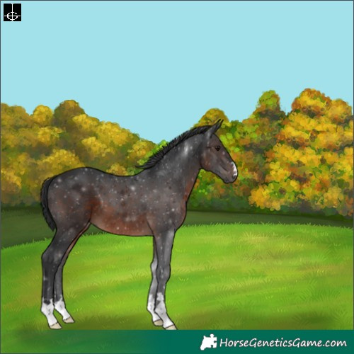 Horse Color:Brown 