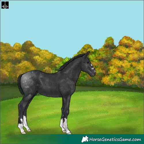 Horse Color:Black 