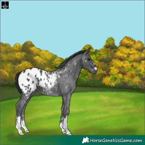 Horse Color:Black Varnish 