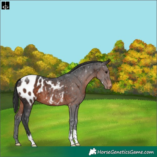 Horse Color:Brown Varnish 