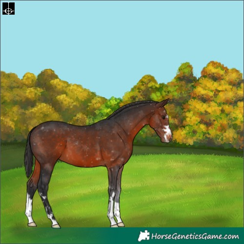 Horse Color:Brown 