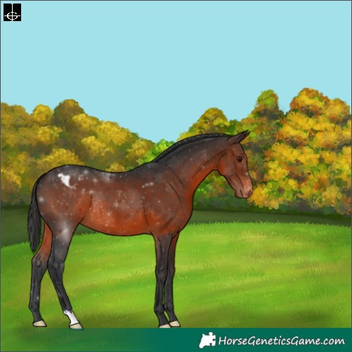 Horse Color:Brown Varnish 