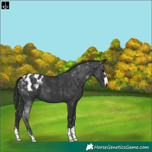Horse Color:Black Varnish 