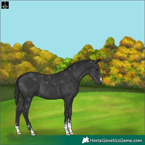 Horse Color:Black 