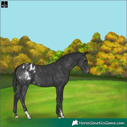 Horse Color:Black Varnish 