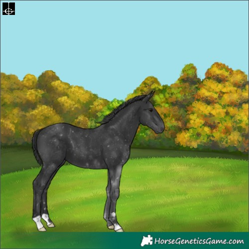Horse Color:Black 