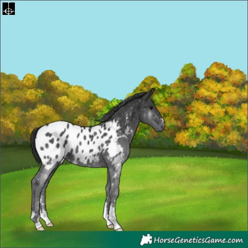 Horse Color:Black Blanket 