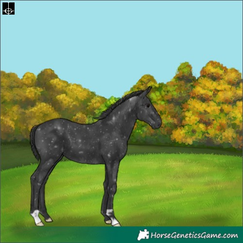 Horse Color:Black 