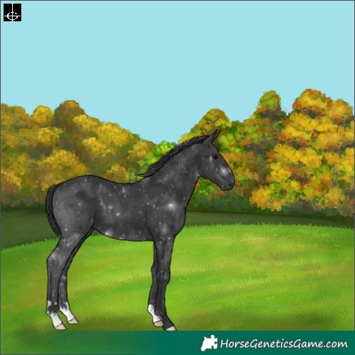 Horse Color:Black 
