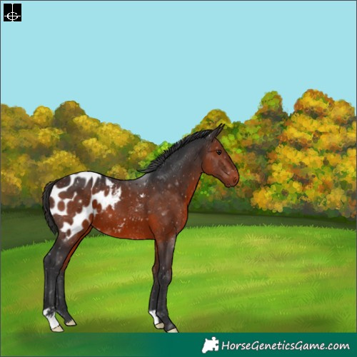 Horse Color:Brown Blanket 