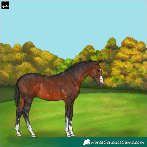 Horse Color:Brown 