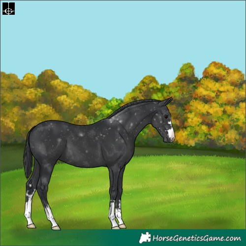 Horse Color:Black 