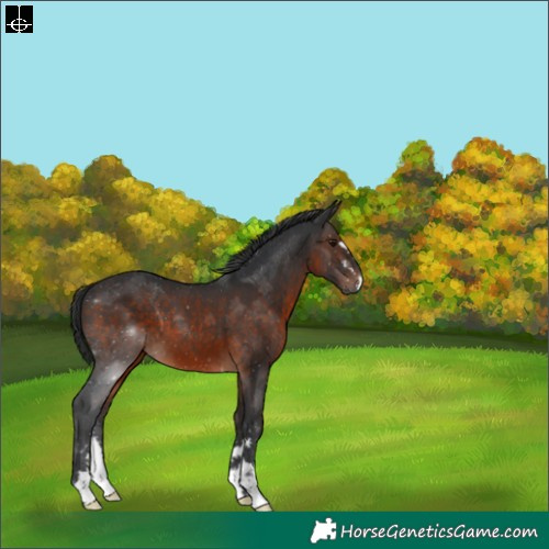 Horse Color:Brown 