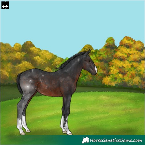 Horse Color:Brown 