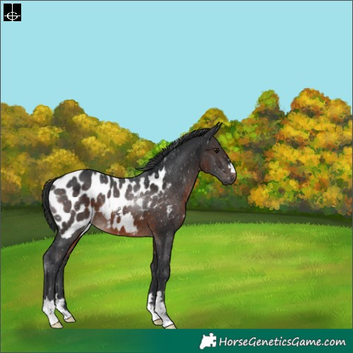 Horse Color:Brown Blanket 