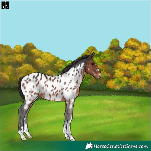 Horse Color:Brown Blanket 