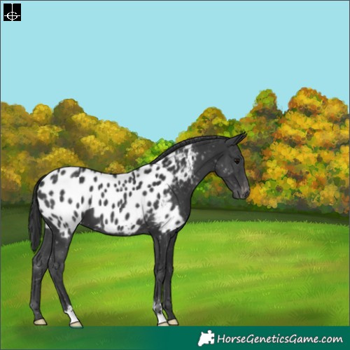 Horse Color:Black Blanket 