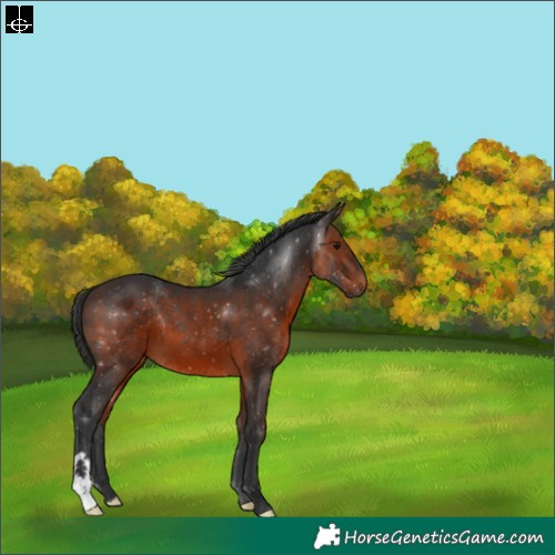 Horse Color:Brown 