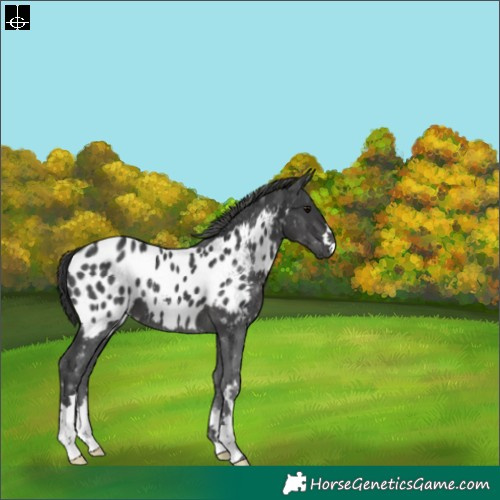 Horse Color:Black Blanket 