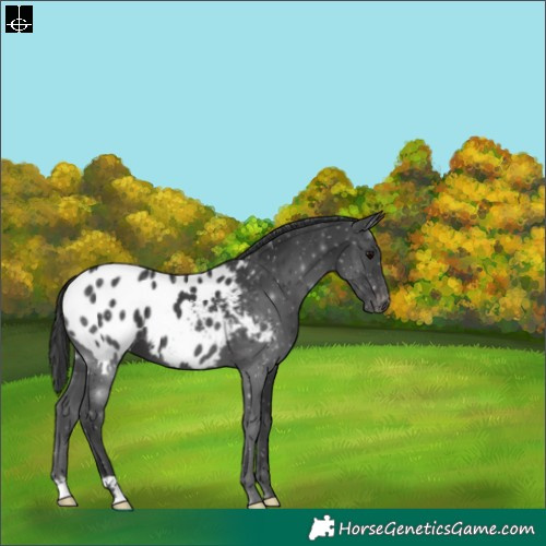 Horse Color:Black Blanket 