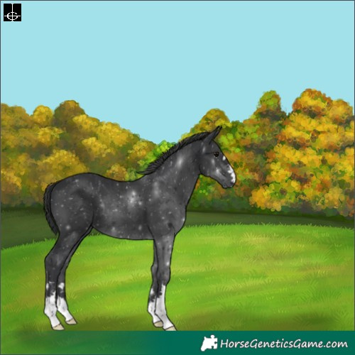 Horse Color:Black 