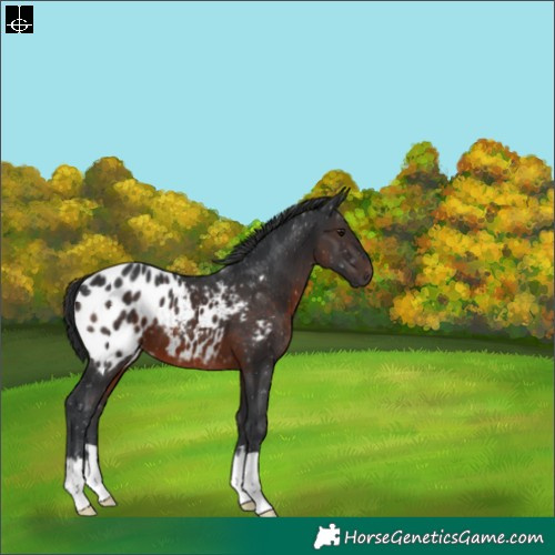 Horse Color:Brown Blanket 