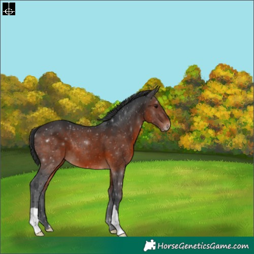 Horse Color:Brown 