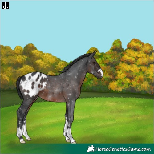Horse Color:Brown Blanket 