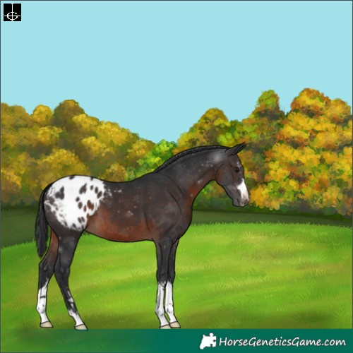 Horse Color:Brown Varnish 