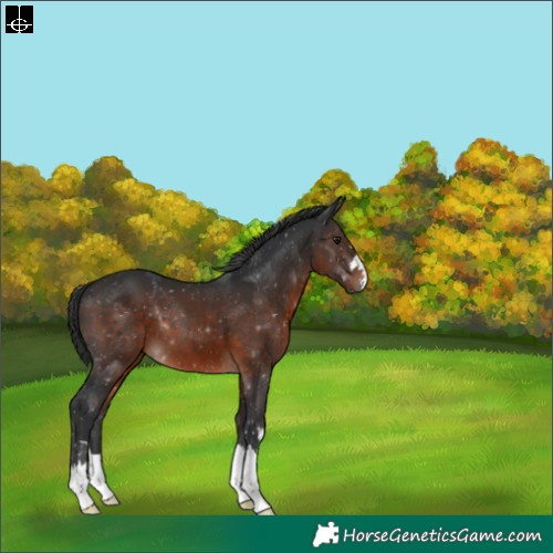 Horse Color:Brown 