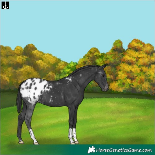 Horse Color:Black Varnish 