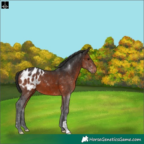 Horse Color:Brown Varnish 