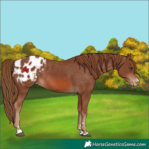 Horse Color:Chestnut Blanket Rabicano 