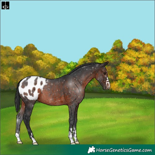 Horse Color:Brown Blanket 