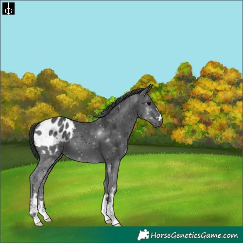 Horse Color:Black Varnish 