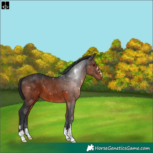 Horse Color:Brown 