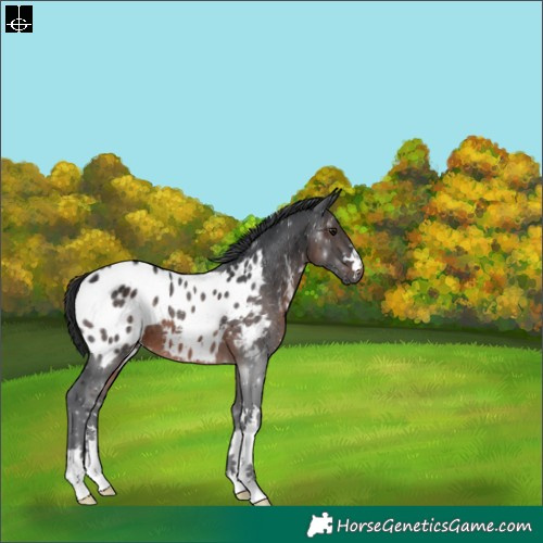 Horse Color:Brown Blanket 