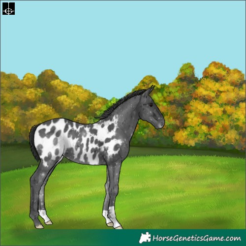 Horse Color:Black Blanket 