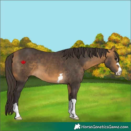 Horse Color:Buckskin 