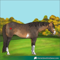 Horse Color:Buckskin 