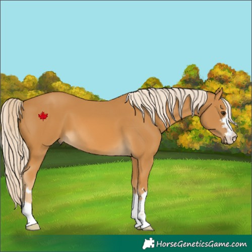 Horse Color:Palomino 