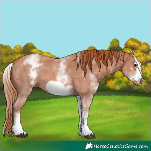 Horse Color:White Spotted Chestnut Sabino Frame 