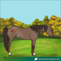 Horse Color:Liver Red Dun Rabicano 