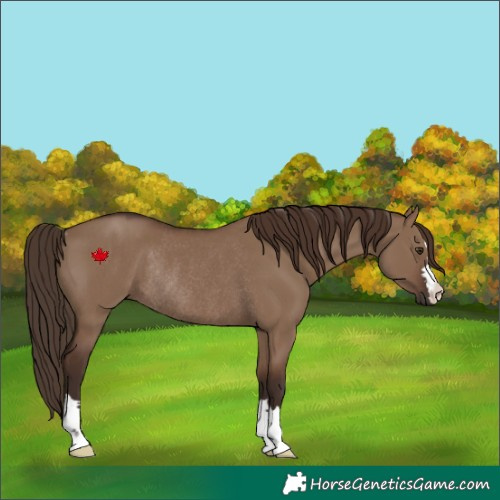 Horse Color:Liver Red Dun Rabicano 